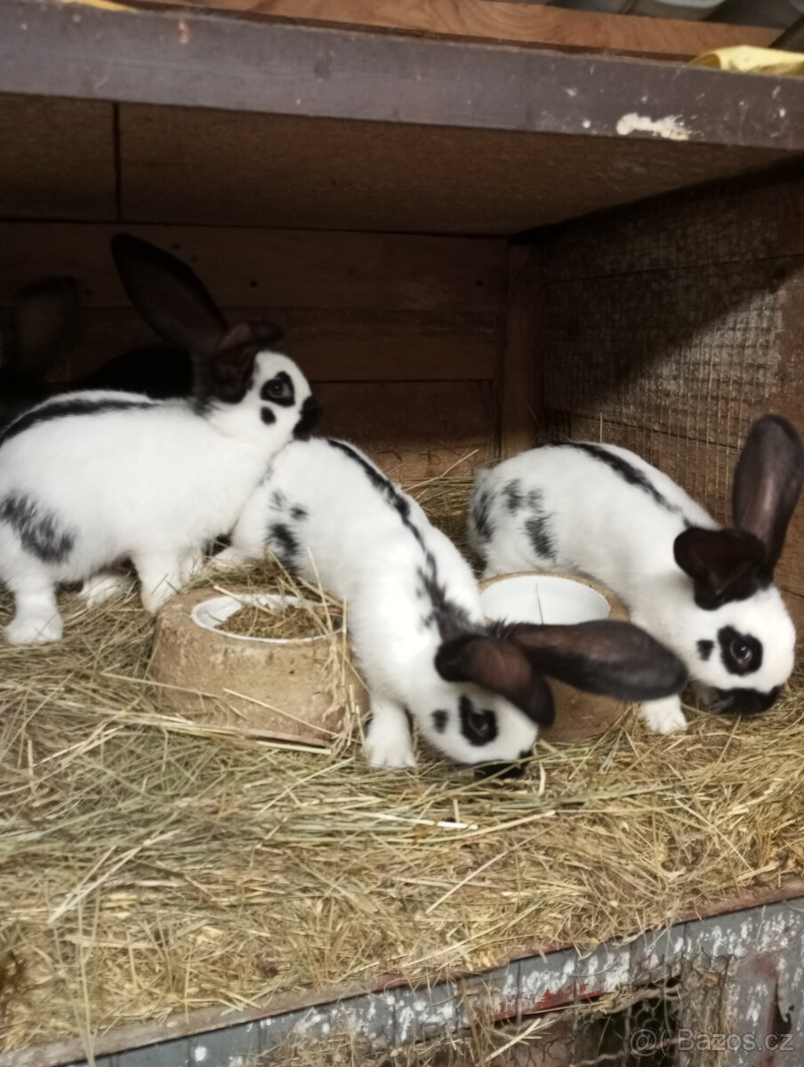 Samice i samci německý obrovitý strakáč a kříženci obrů - 7