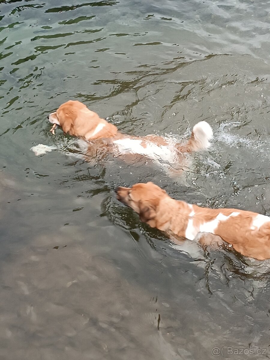 Český horský pes s PP FCI - 7