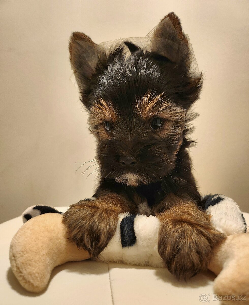 Jorkšírský teriér - 7