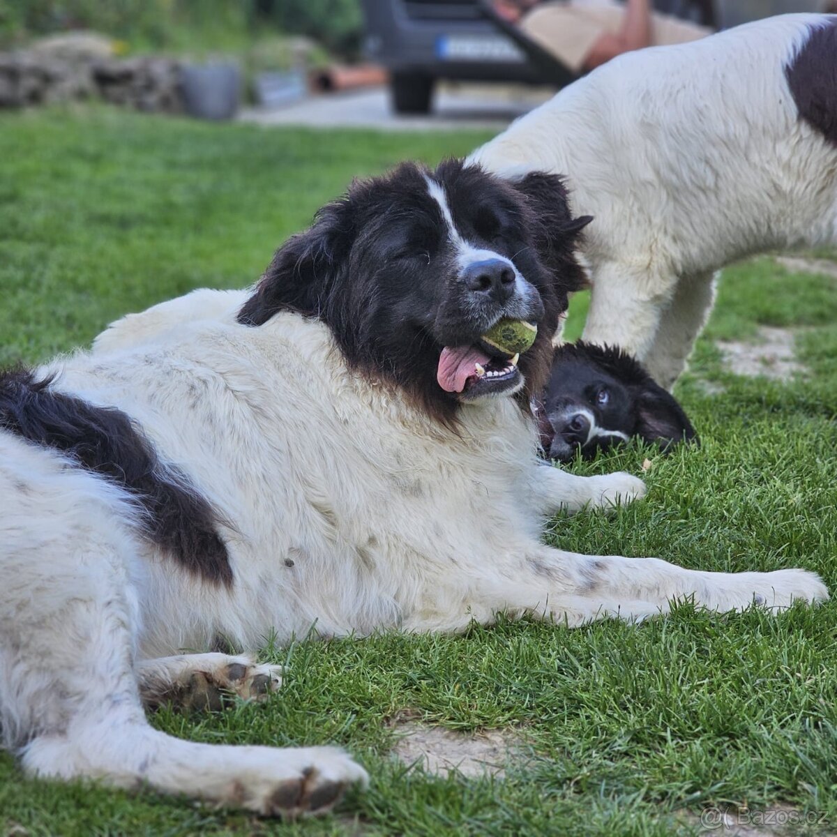 plemene Landseer - 7