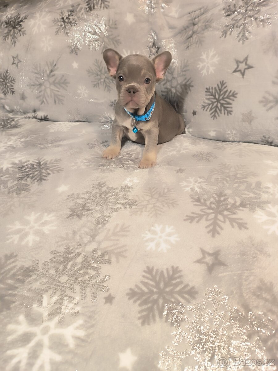 Francouzský buldoček - 7