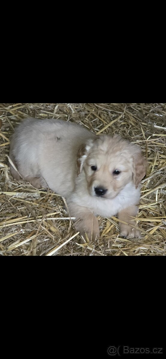 Štěňata Zlatý retrívr - 7