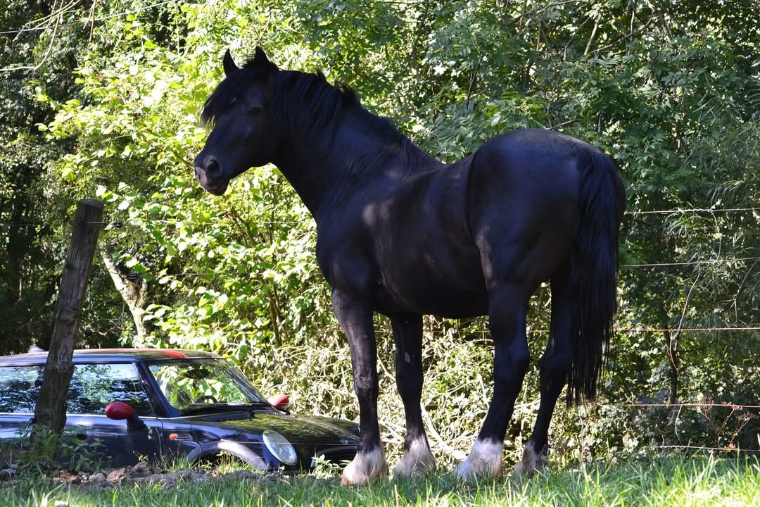 Welsh cob připouštění - 7