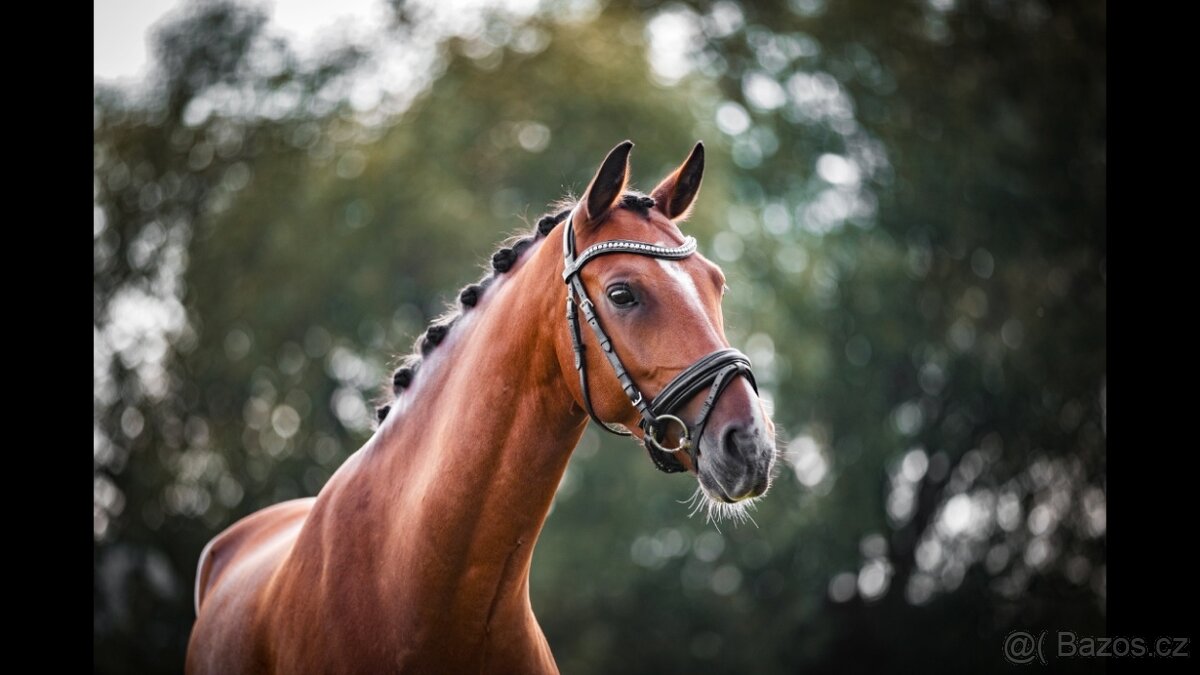 FEI Drezurní pony valach - 7