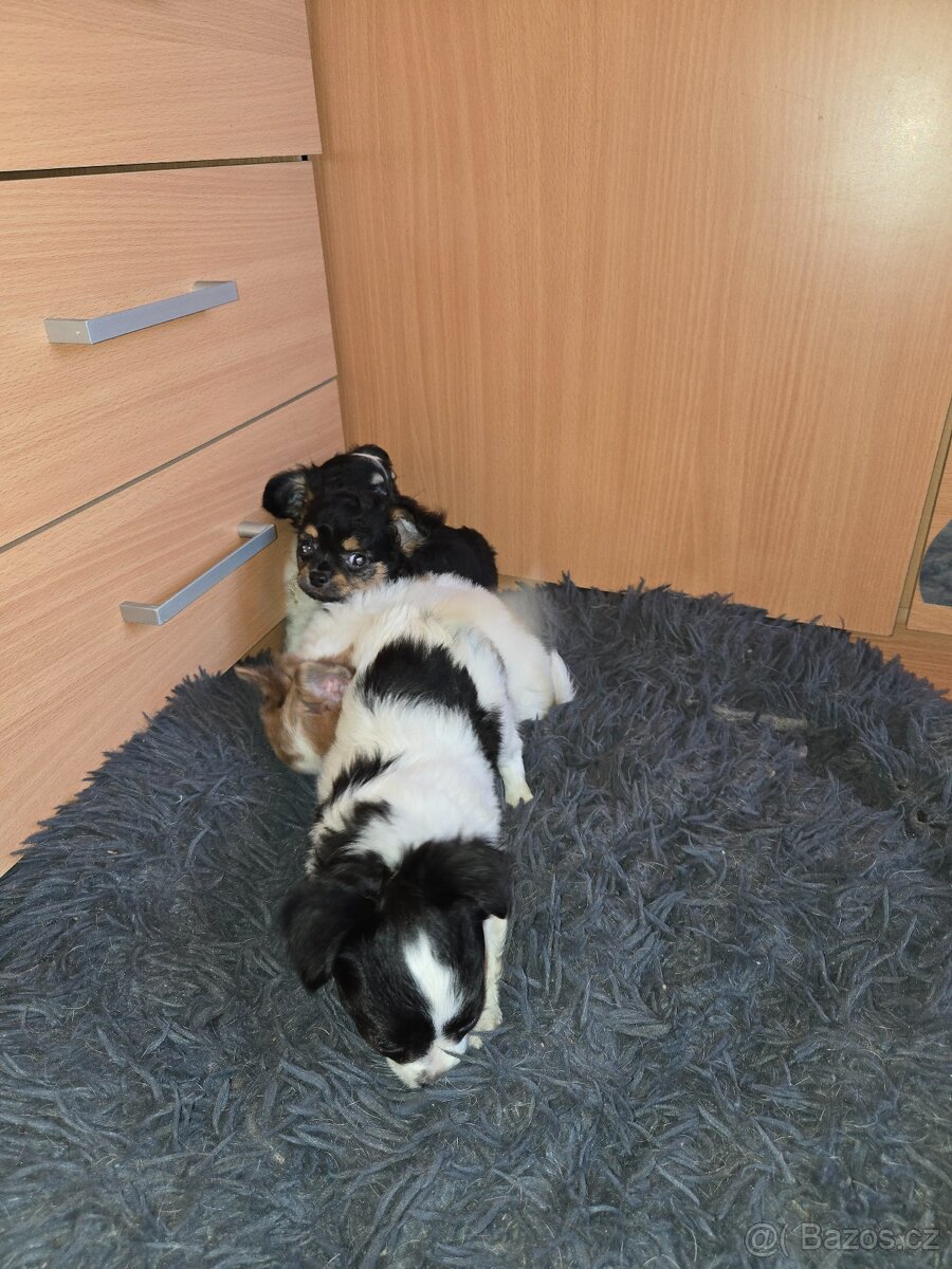 ČIVAVA DLOUHOSRSTÁ - 7