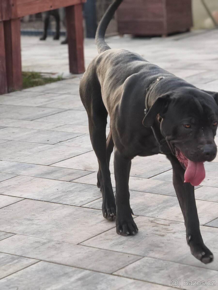 Bandog - 7