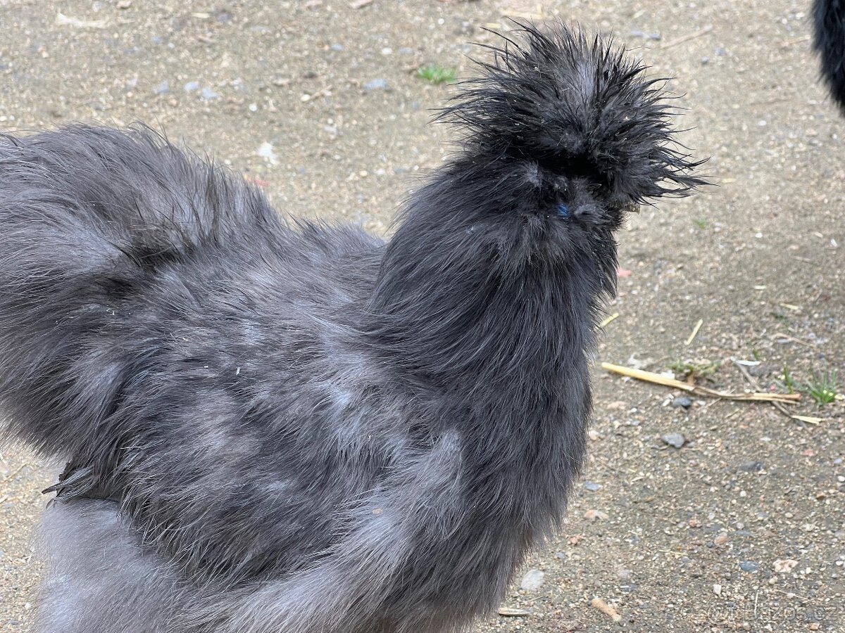 Hedvábničky kohouti - 7