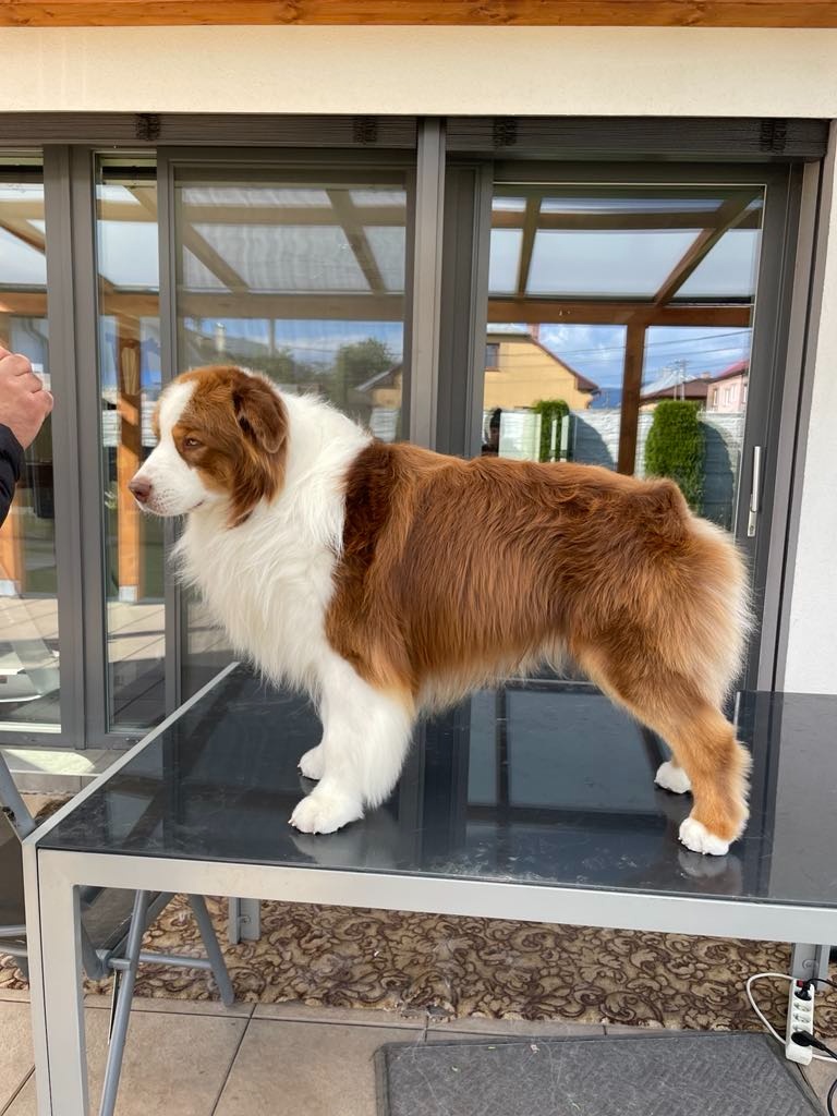 Australsky ovciak - Krytie, PP - 7