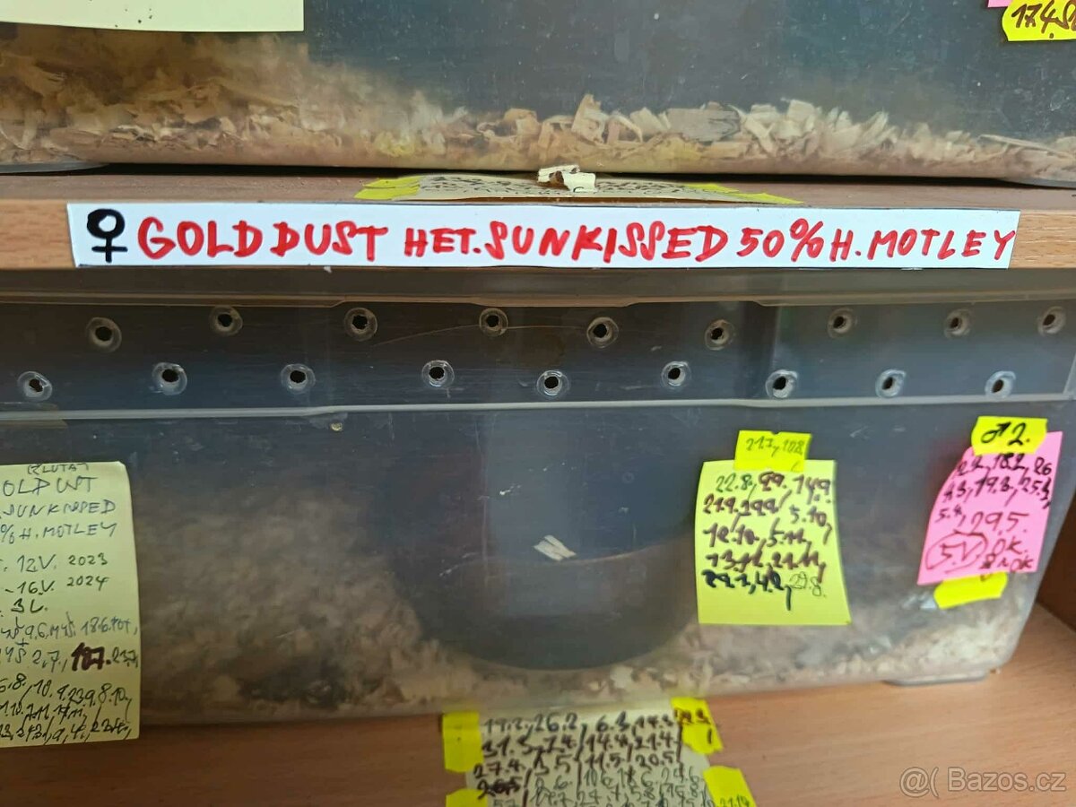 Užovka červená Dospělci Ověření - 7