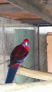 Austrália odcervenie S76 - 7