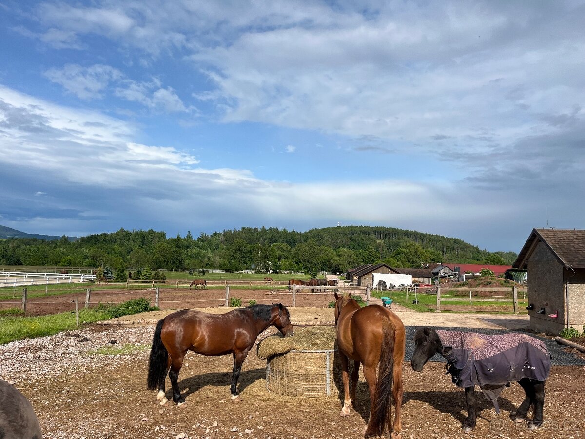 Ustájení koní Dolní Lánov - volný jeden box - 7