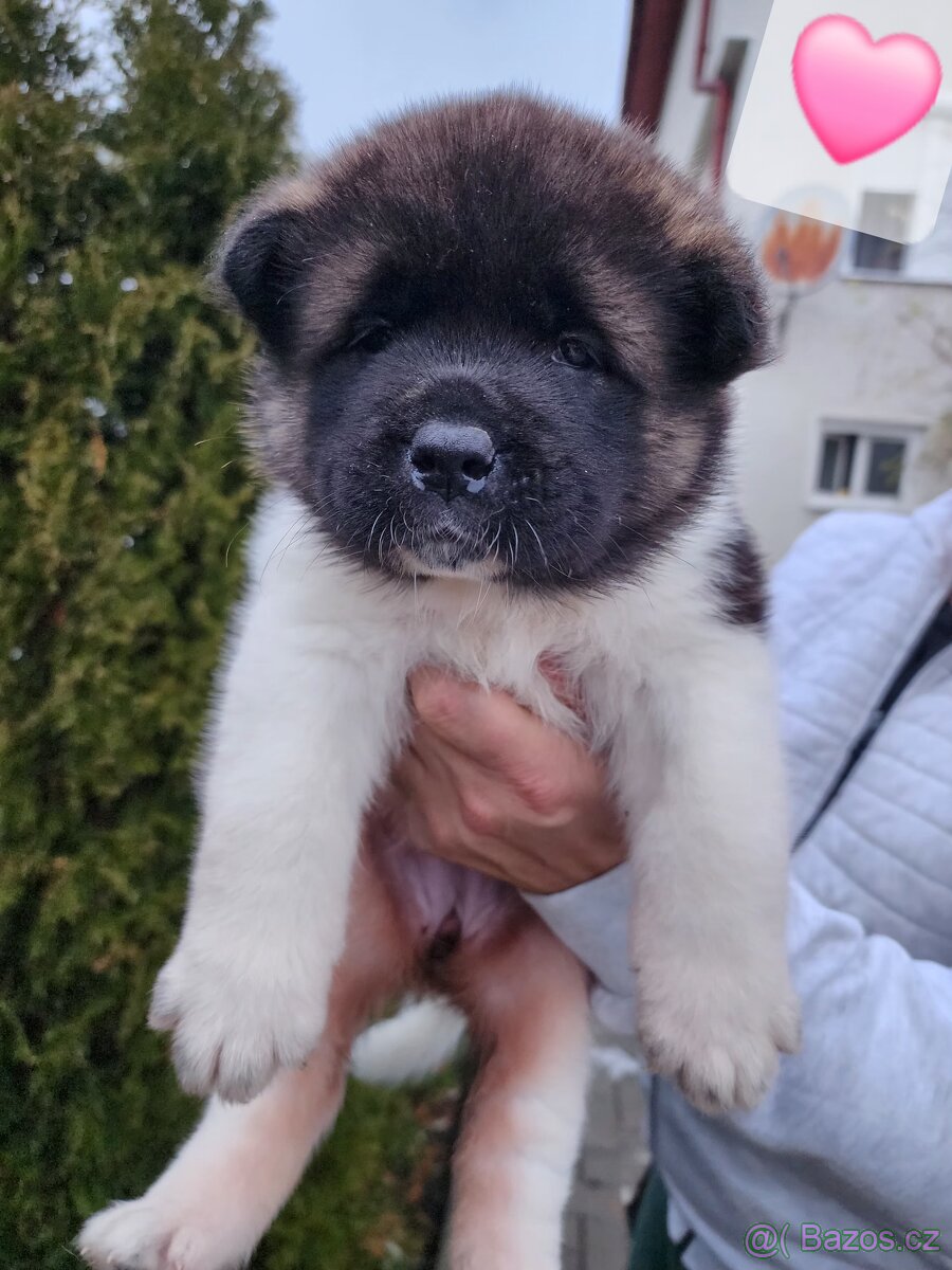 Americká akita s PP - 7
