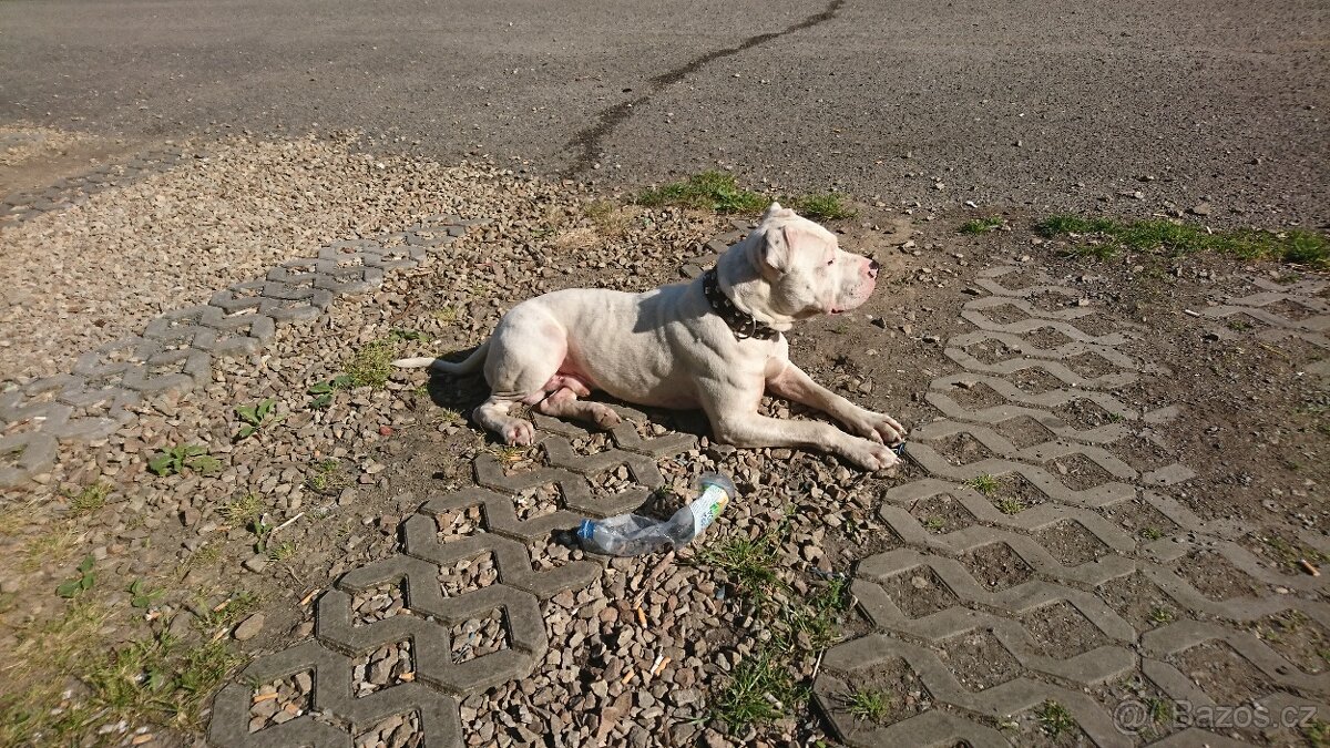 Americký stafordšírský teriér - 7