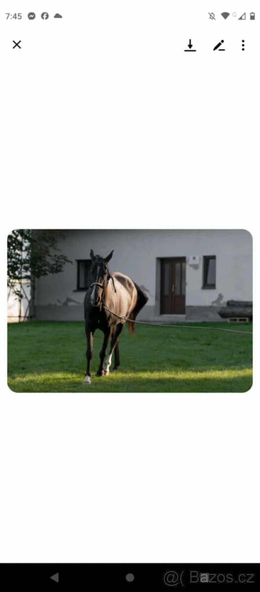 Kobyla Achalteke - 7