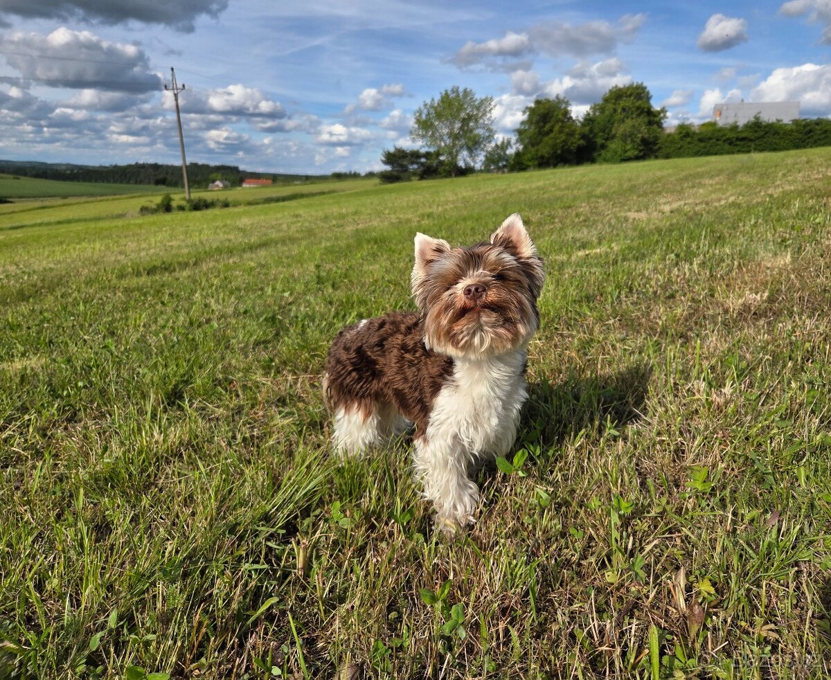 Yorkshire teriér s PP/ krytí - 7