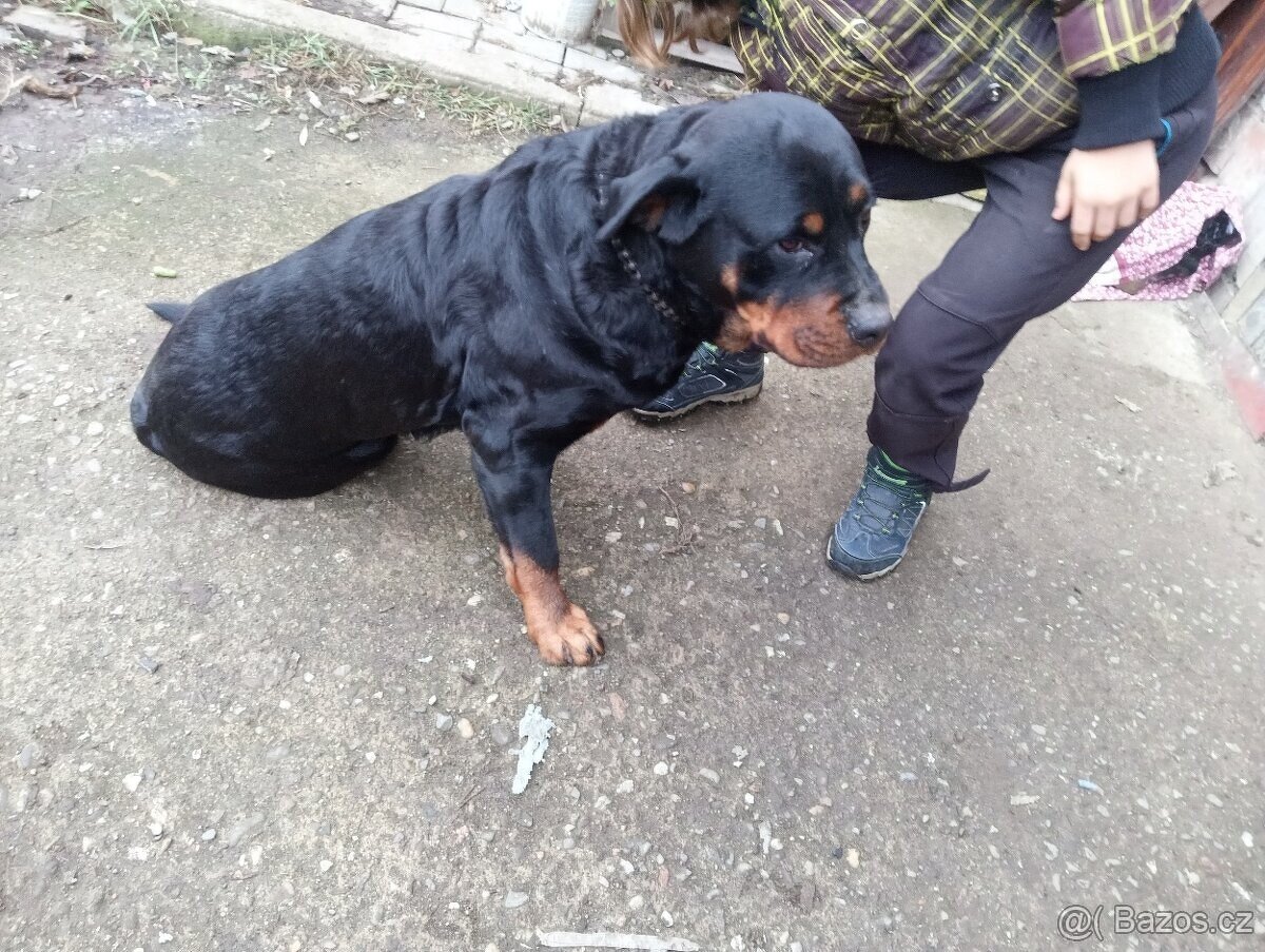 Rotvajler Rotweiler štěně - 7