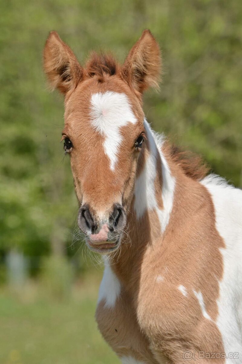 Prodám hřebečka - 7
