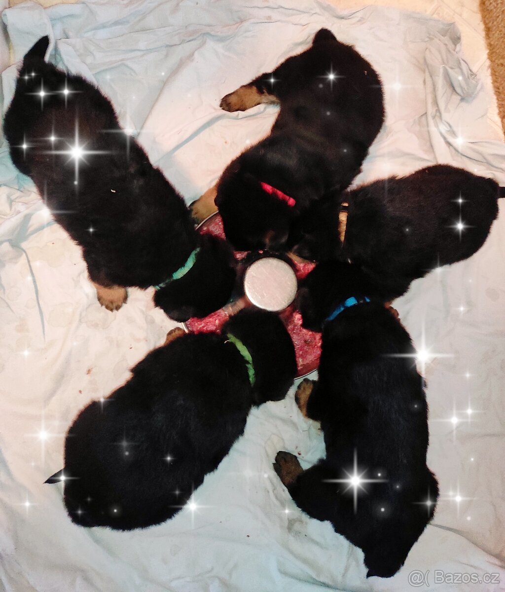 Německý ovčák - štěňata - 7