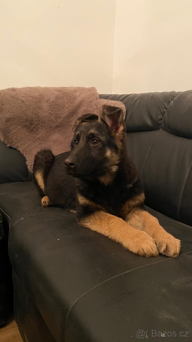 Německý ovčák - 7