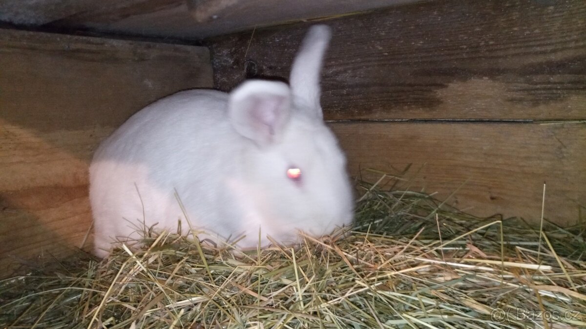 Prodám samce králíka (Novozélandský bílý) - 7