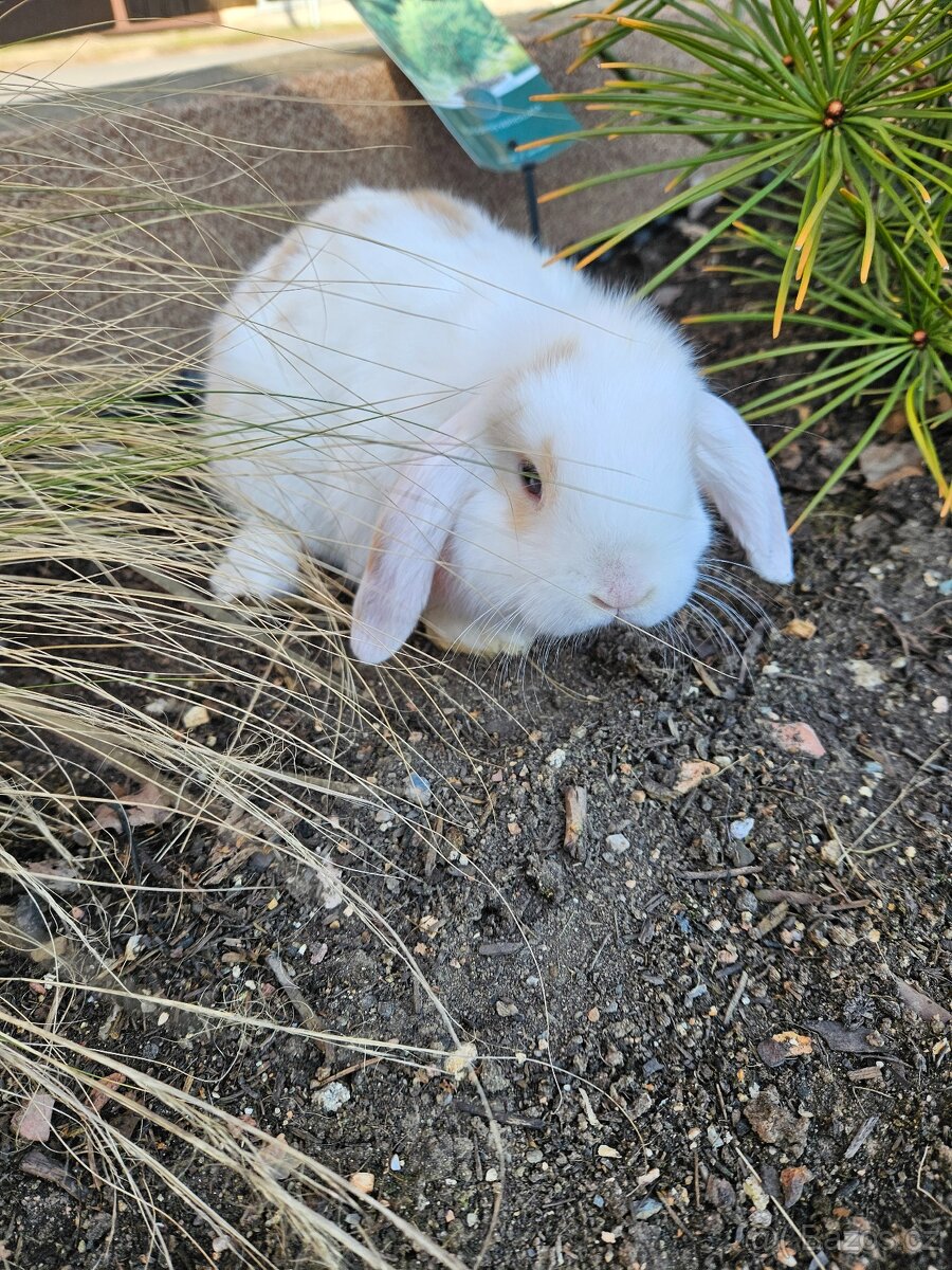 Zakrslý králík - 7