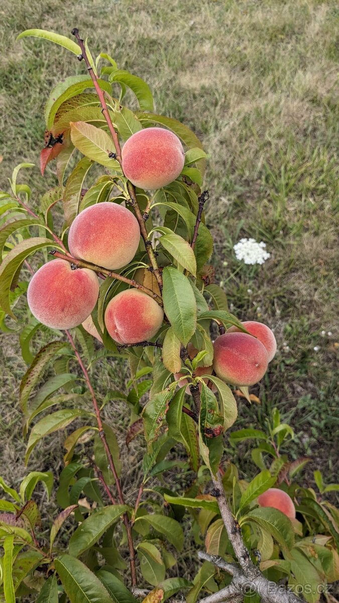 Pronájem zahrady - Bradlec, 977 m2 - 7