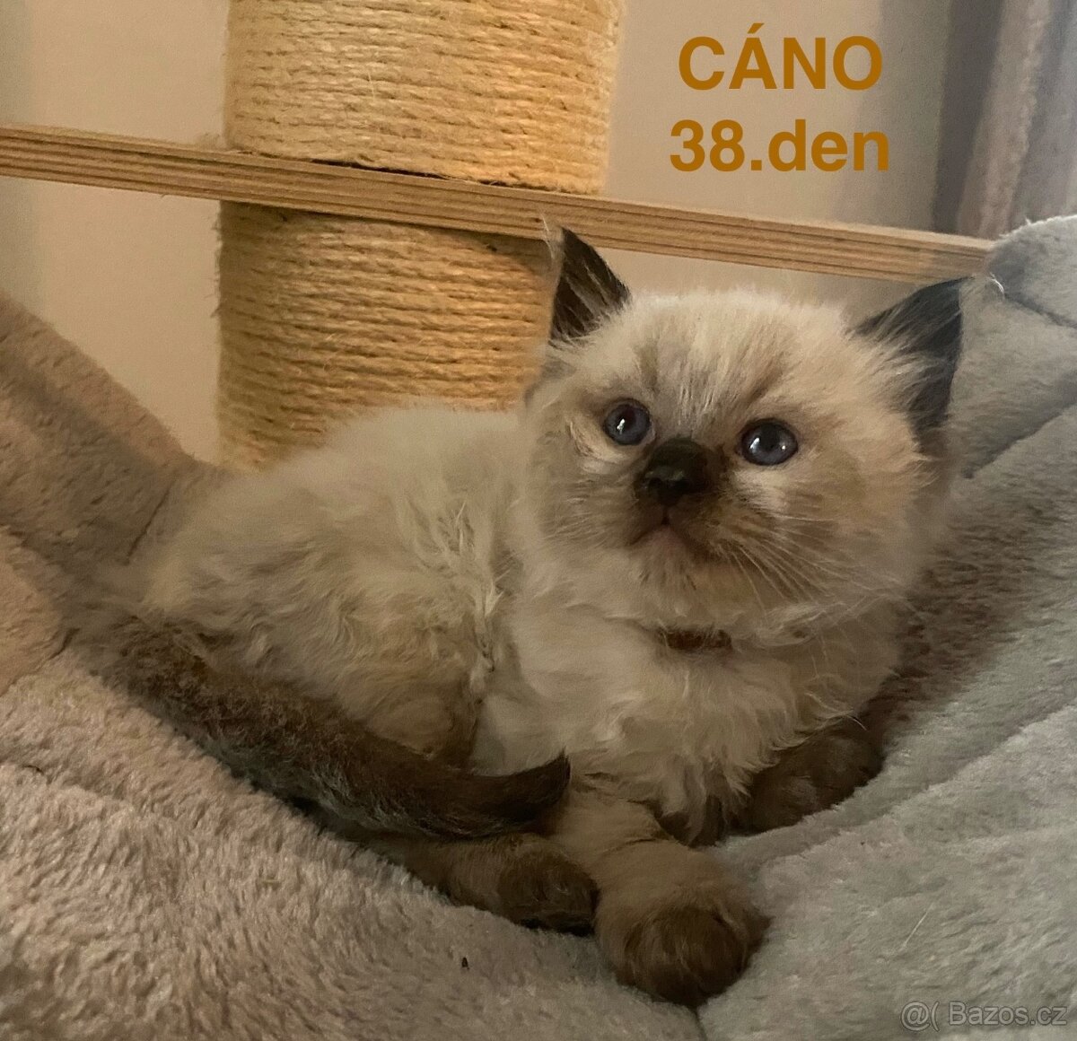 Ragdoll koťátka s PP FIFe - 7