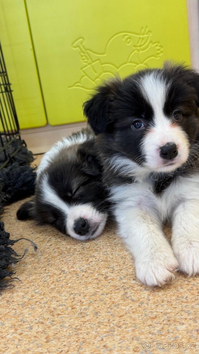 Border kolie s PP - 7