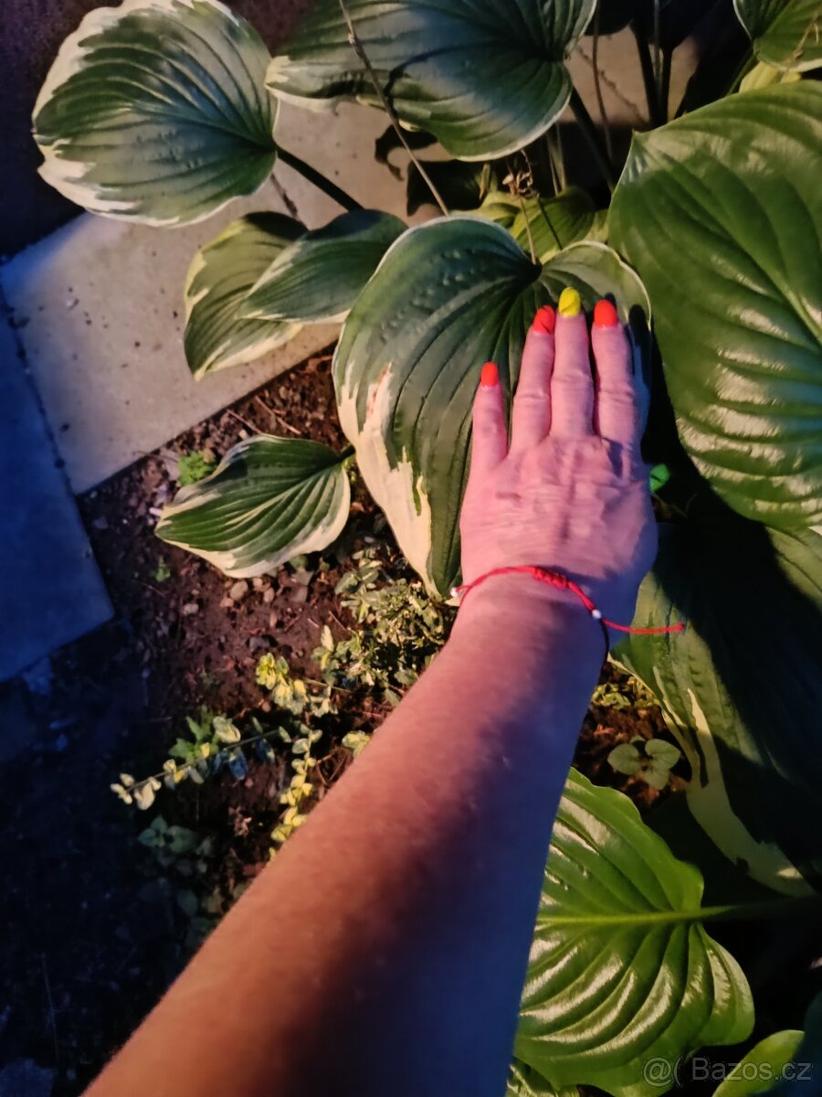 Hosta z vlastní zahrádky - 7