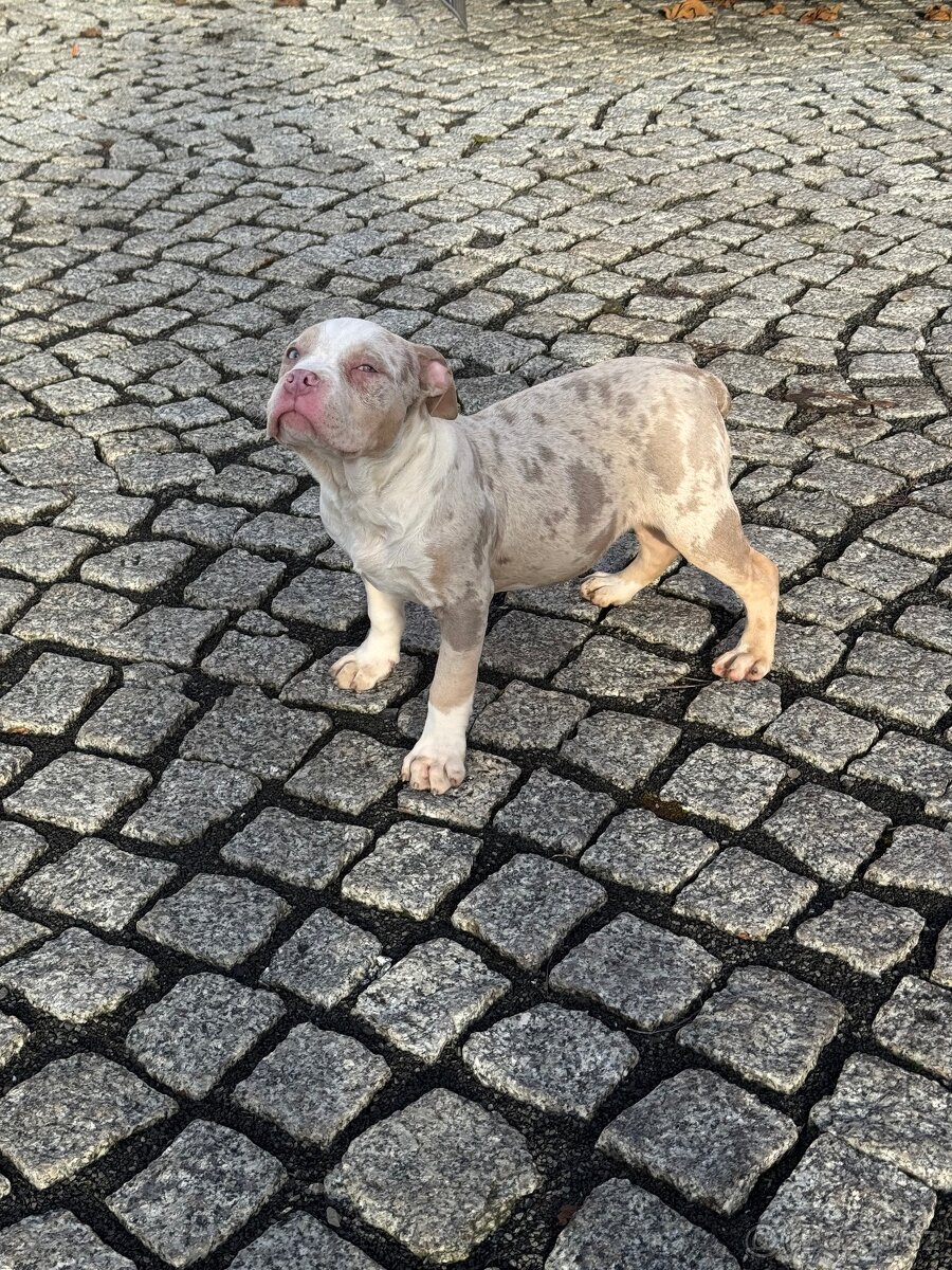 American Bully štěňátka - 7