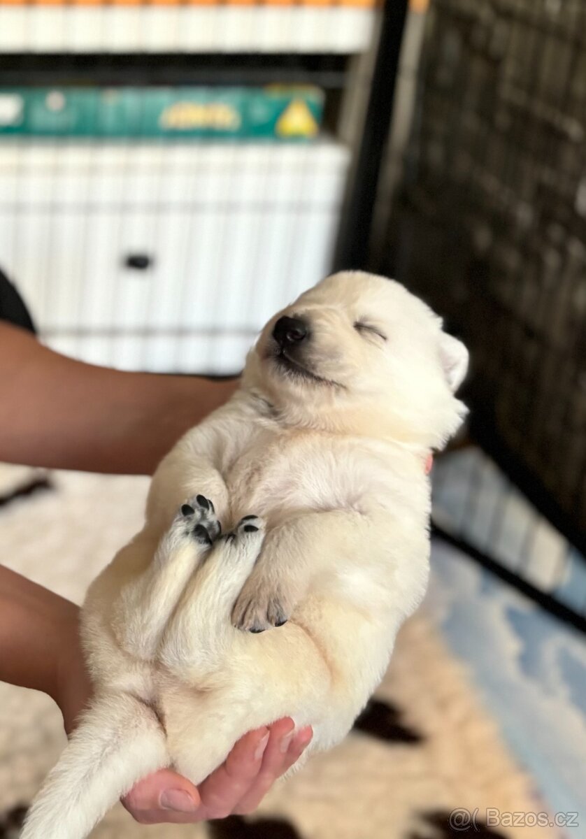 Bílý švýcarský ovčák s PP FCI - 7