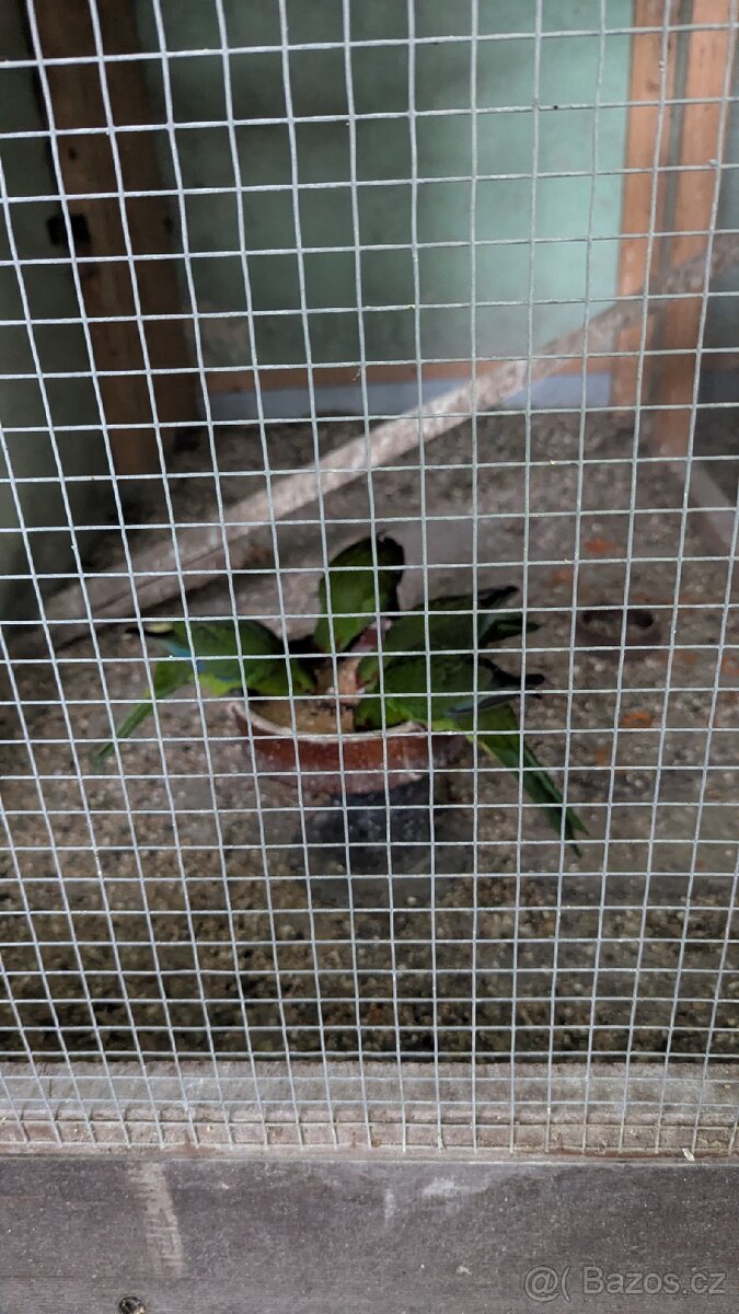 Kakariky rudočelé - 7