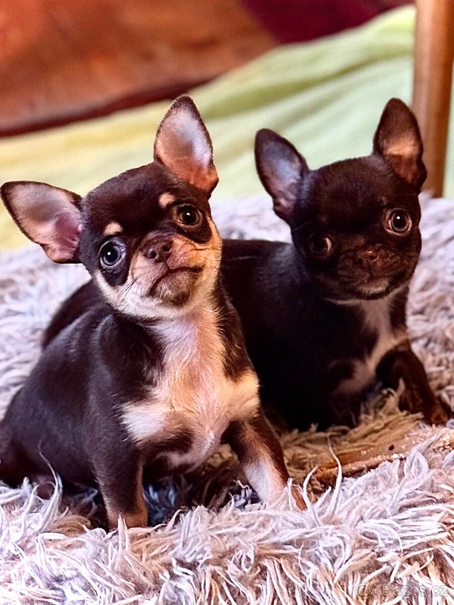 Čivava štěňátka krátkosrstá - 7