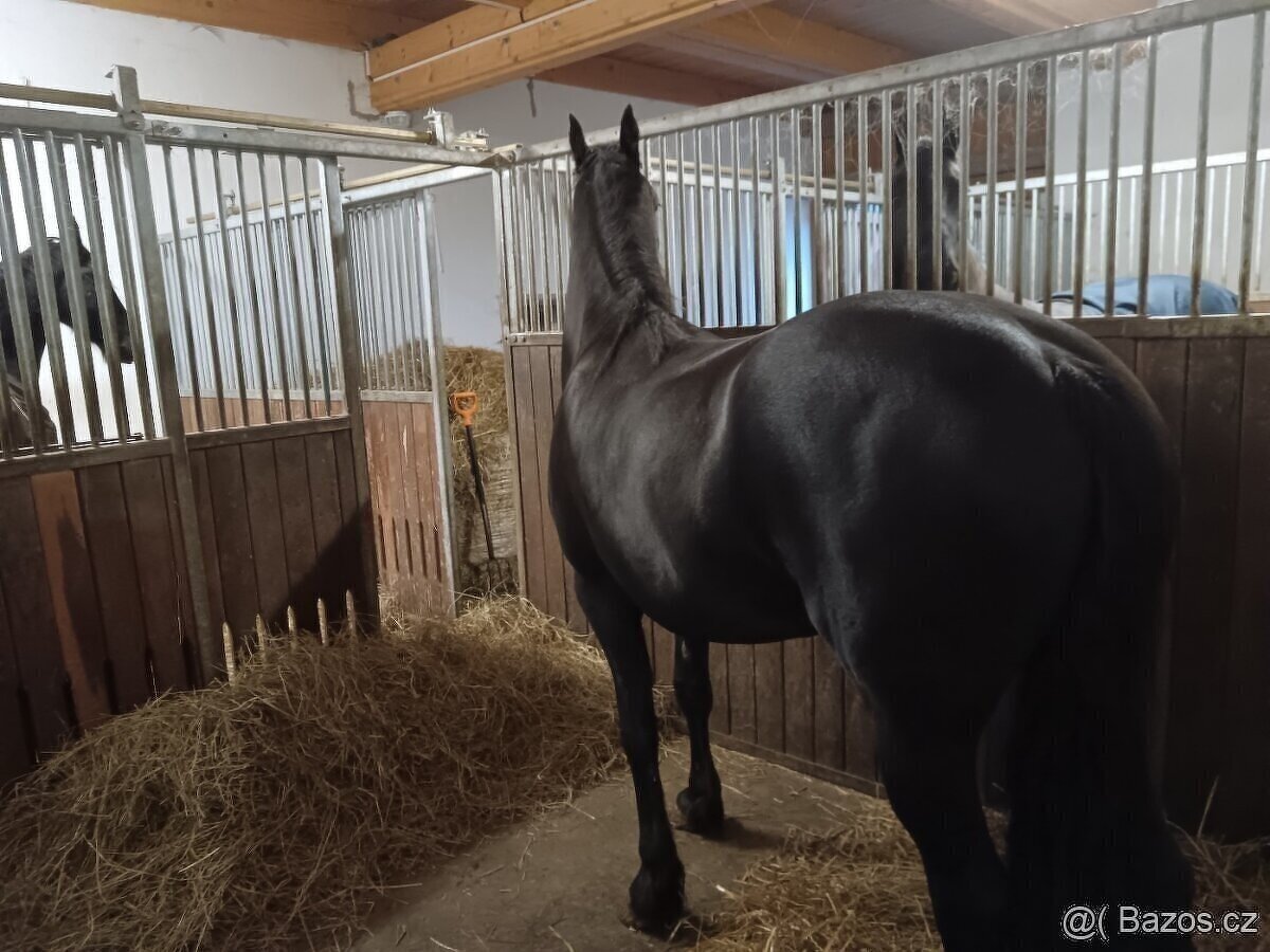 LUXUSNÍ TOP FRÍSKÁ KLISNA FRÍSKÝ KŮŇ - 7