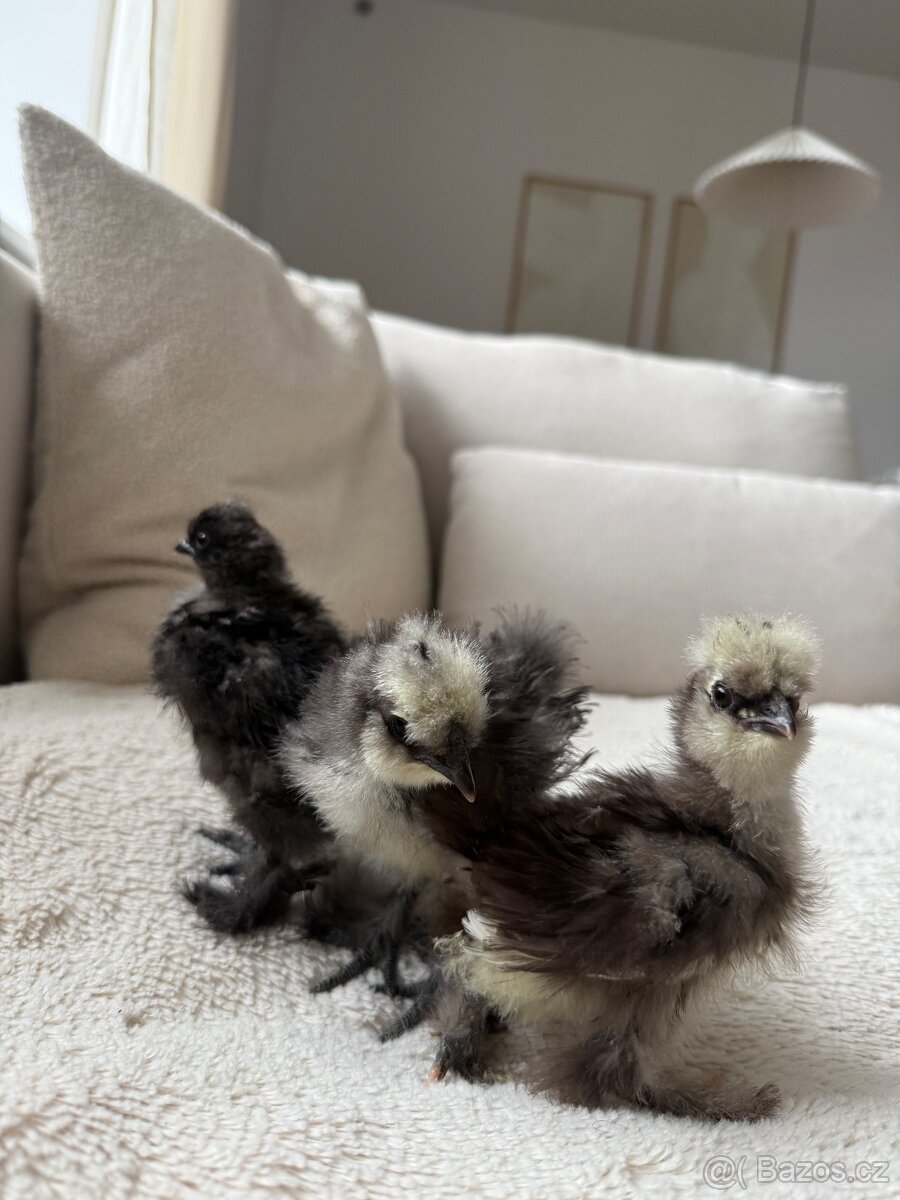 Hedvábnička USA - kuřátka - 7