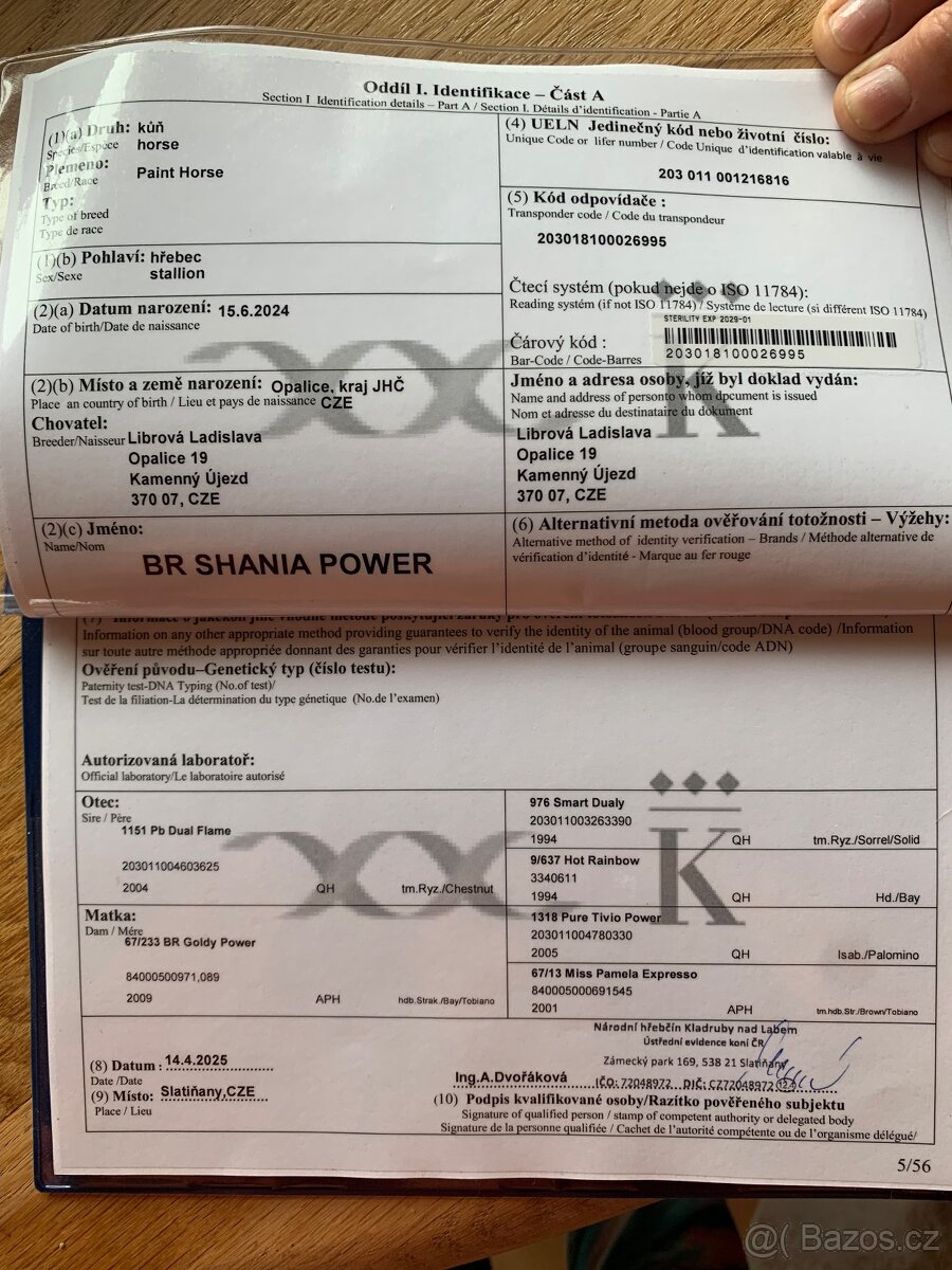 Prodám hřebečka APH - 7