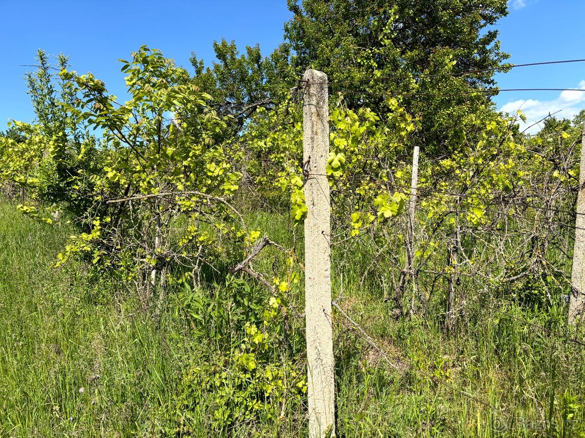 Prodej vinice Archlebov, okres Hodonín - 7