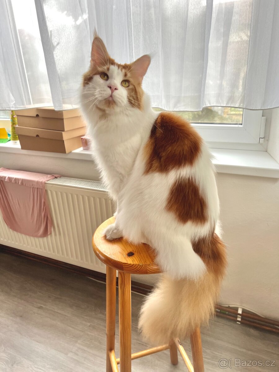 Mainská mývalí krytí - kocour s PP - 7