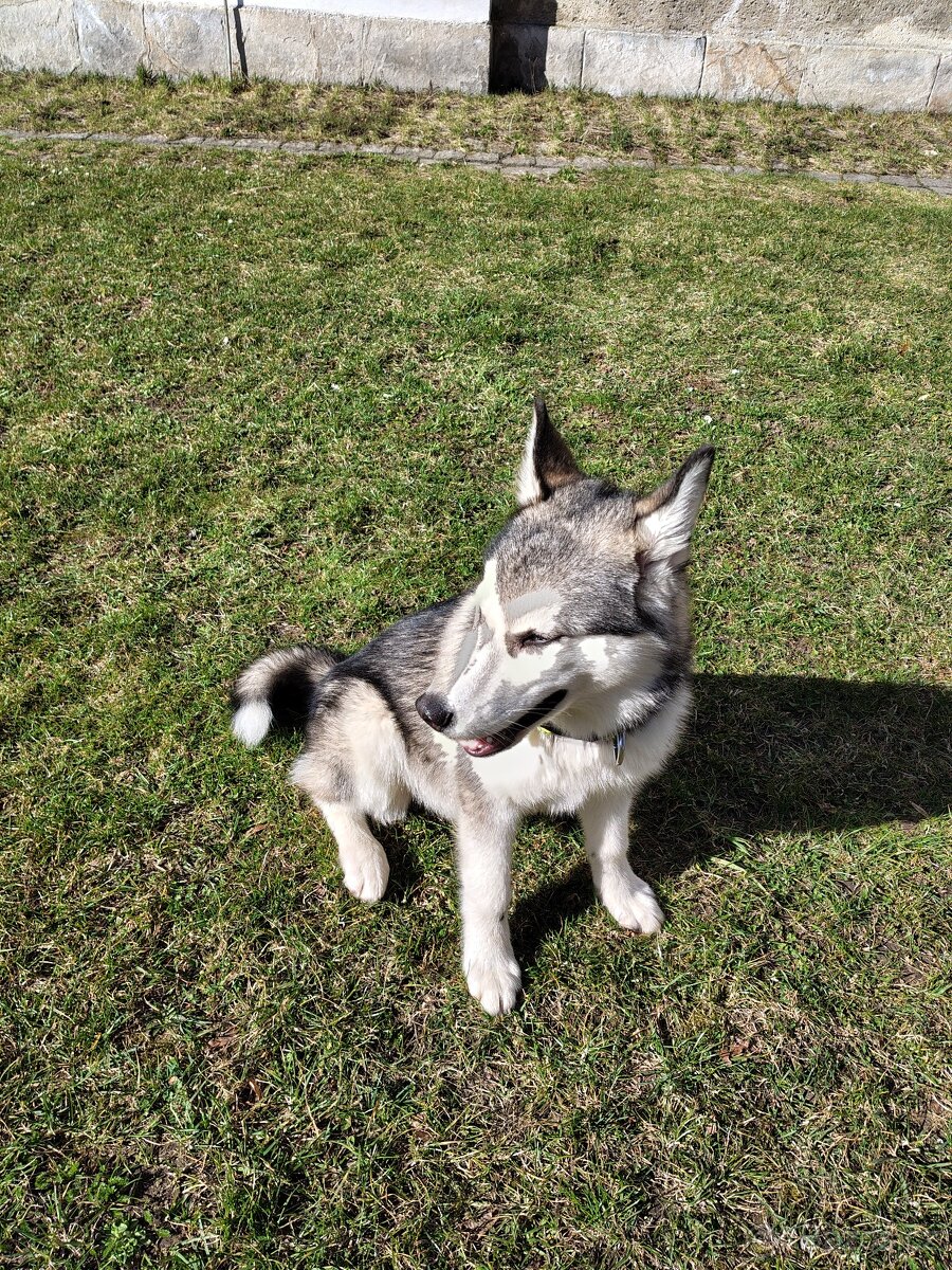 Aljašský Malamut bez pp - 7