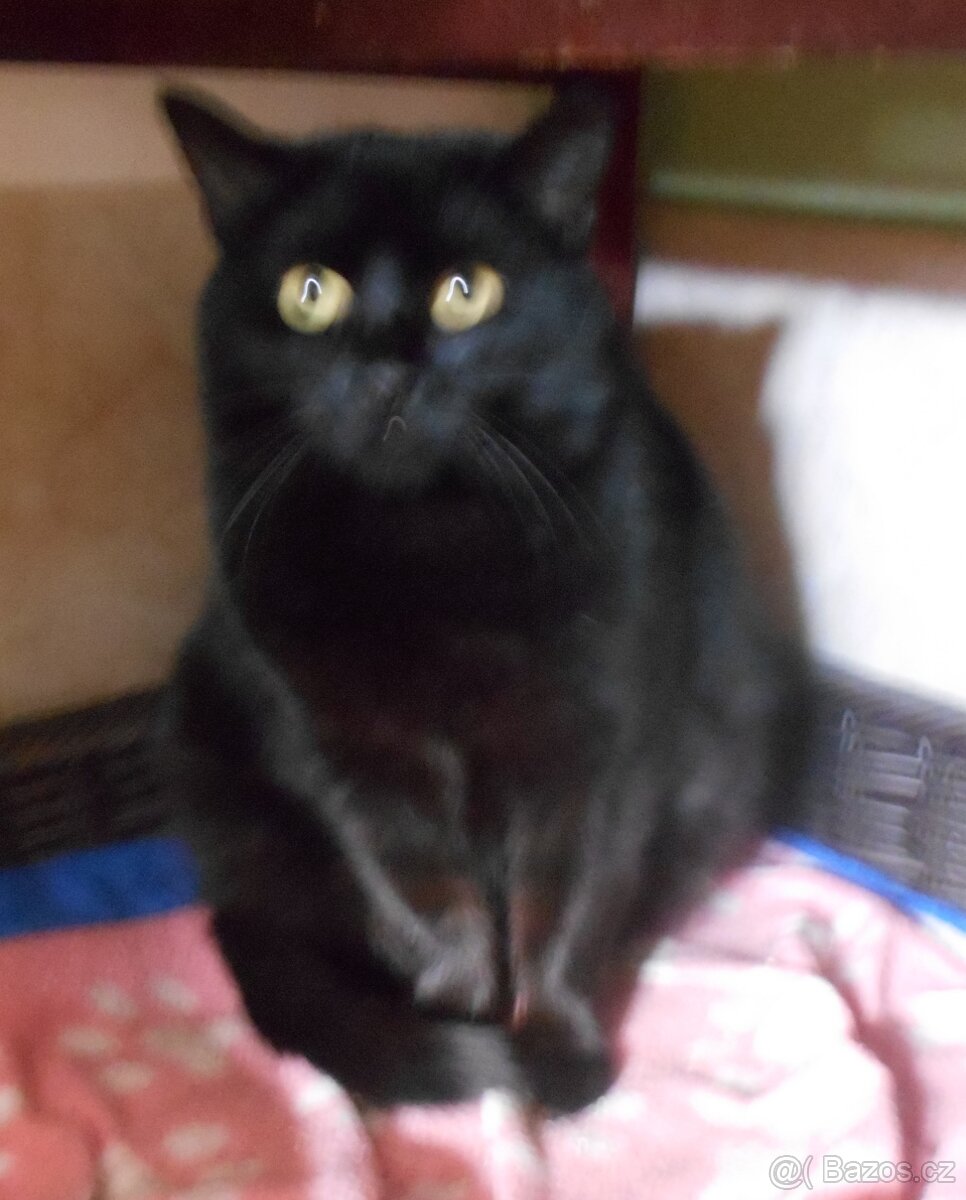 Černá, hodná, klidnější 2letá kočička Šmudlinka Micinka - 7