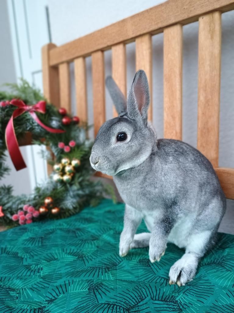 Zakrslý činčilový rex s PP - 7