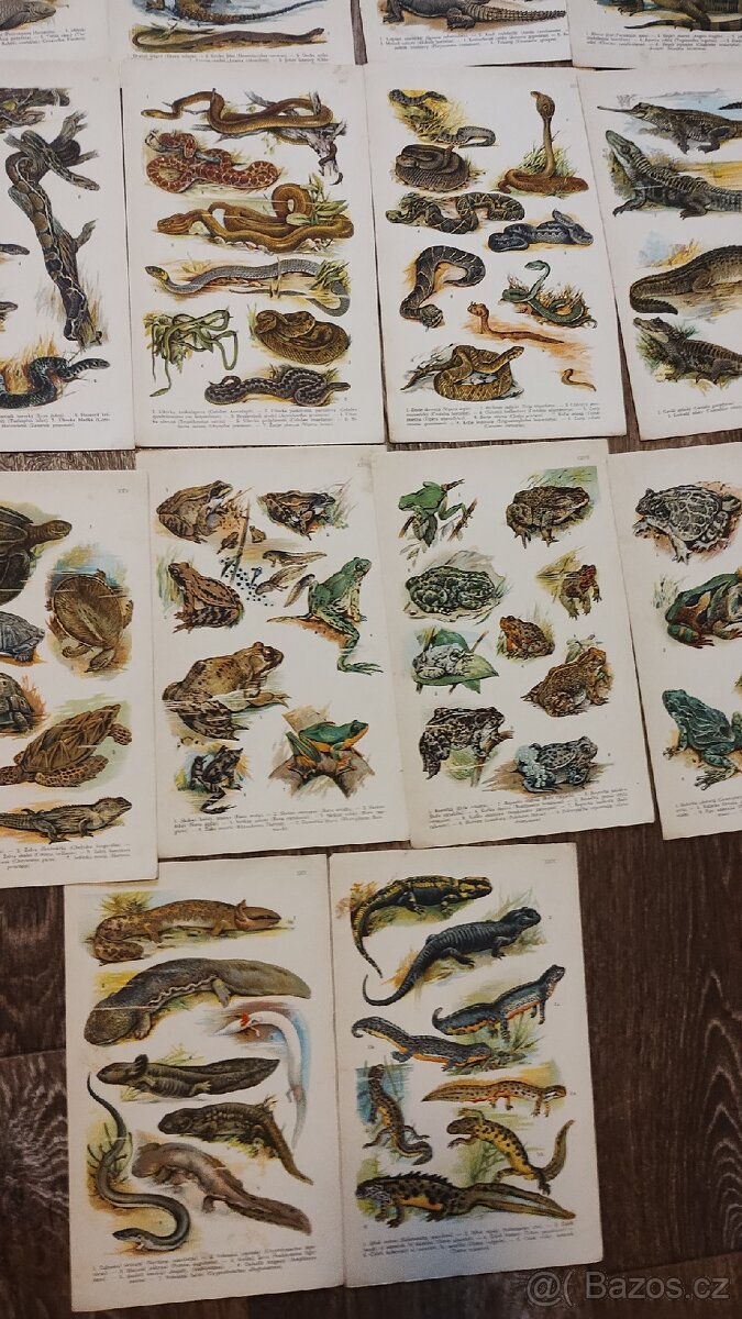 Koberův atlas plazů - 7