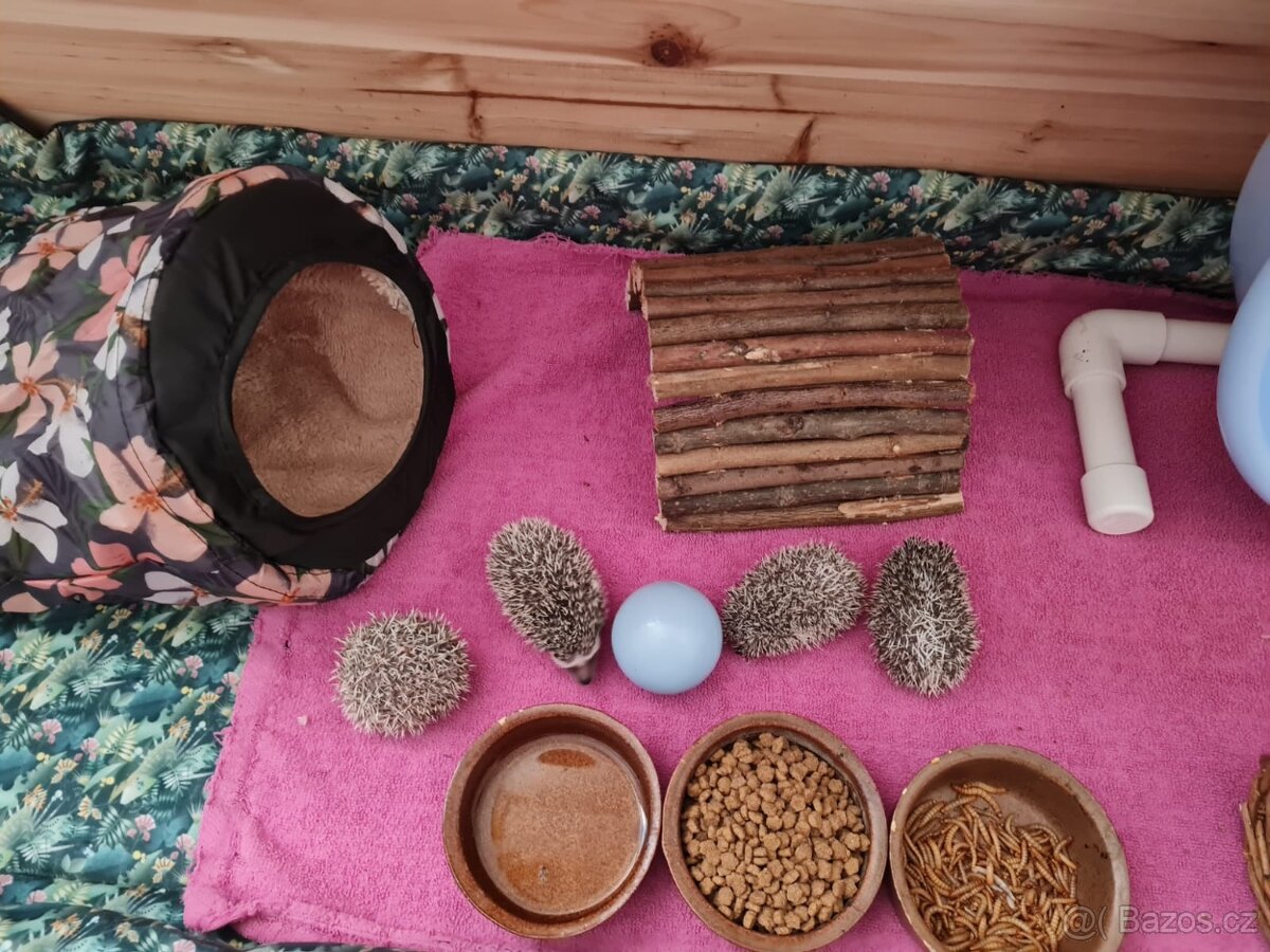 Jezek belobrichy - 7