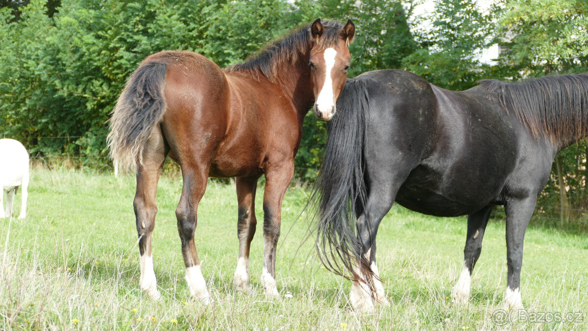 Welsh pony of cob type, sekce C - 7