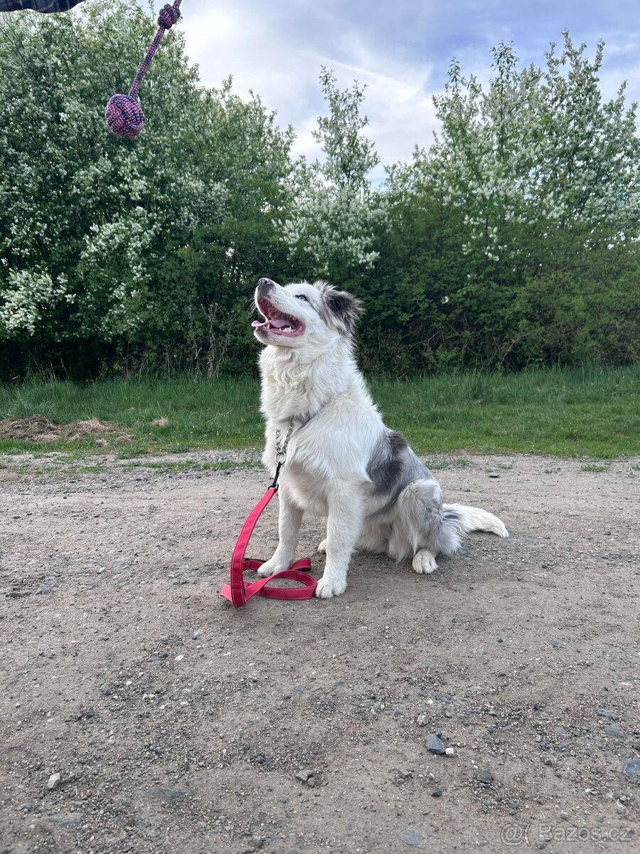 Border collie - 7