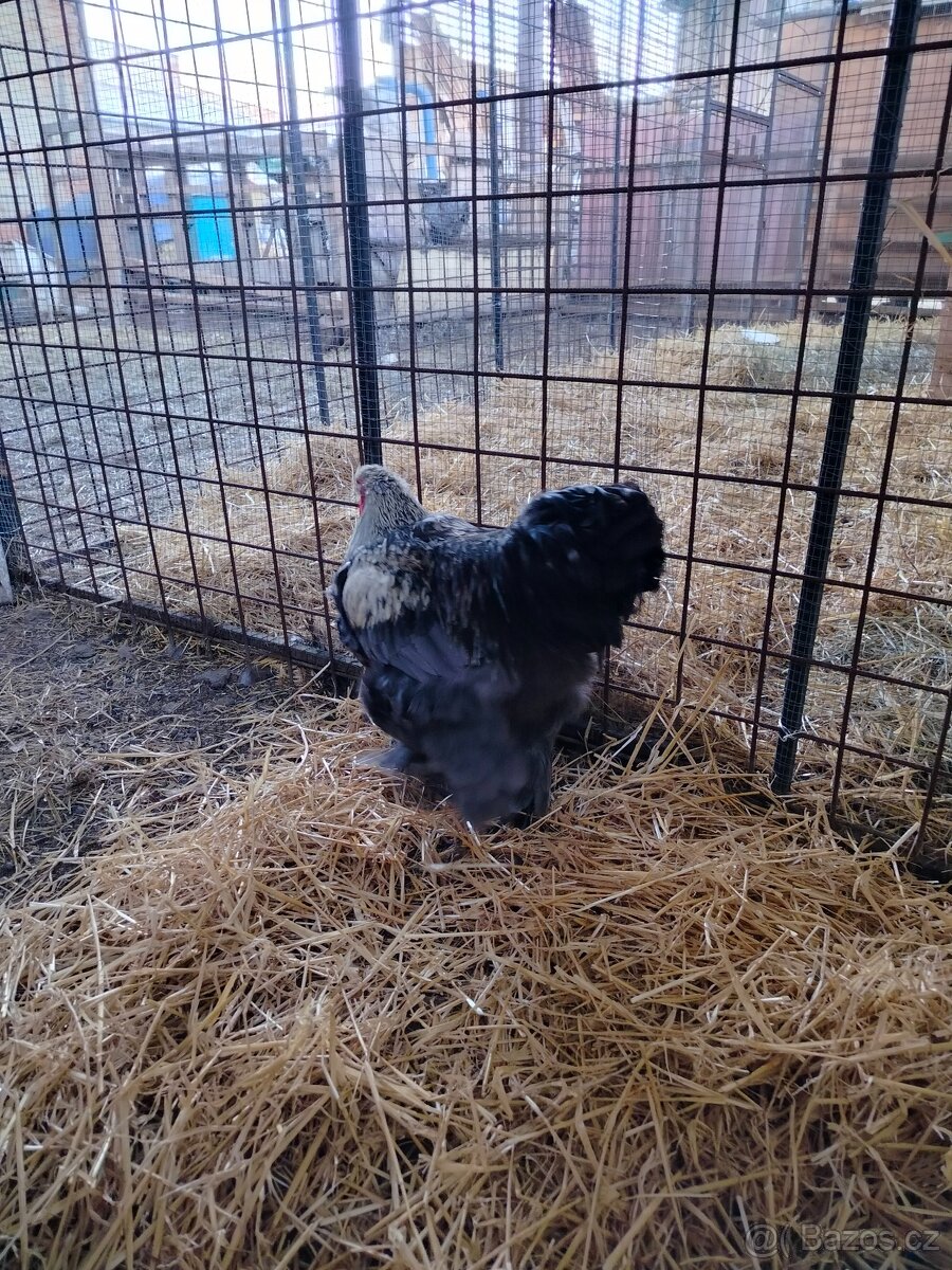 Prodám brahamku velkou - 7