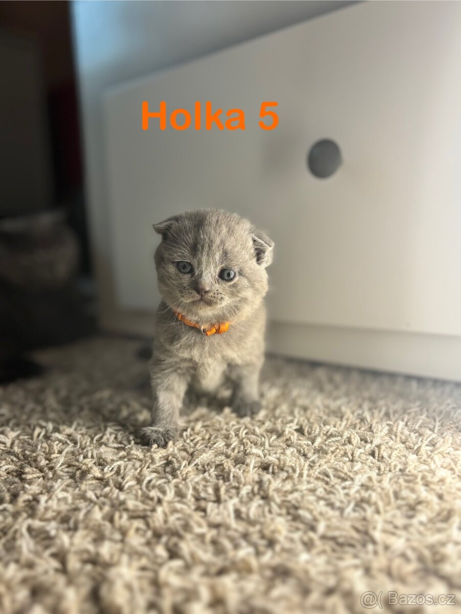 Britská koťata. - 7