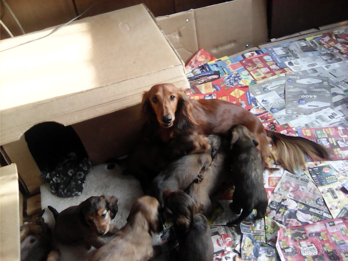 Štěňátka jezevčíka dlouhosrstého - 7