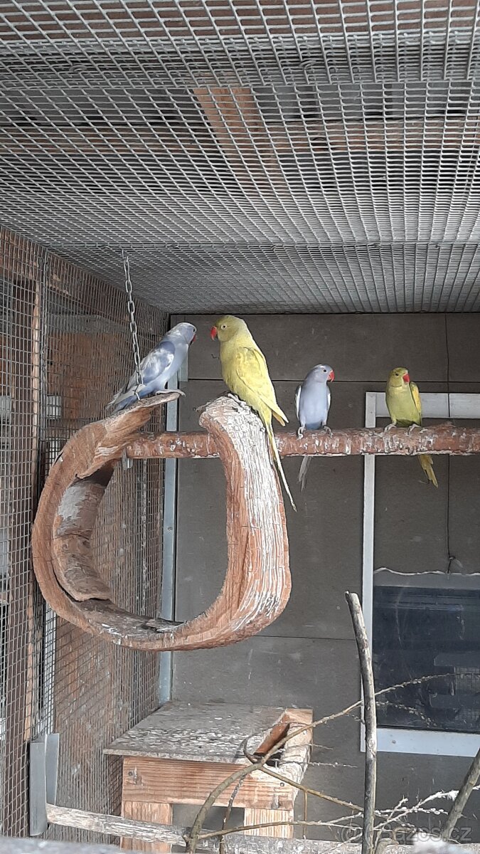 Prodám Alexandry malé - 7