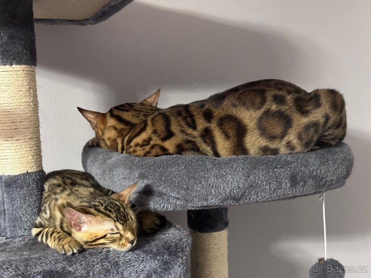 Bengálské kotě - 7